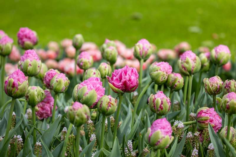 Tulipan 'Strawberry Cream'